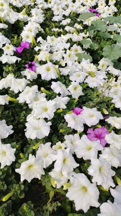 Petunia gulimiz ochildi 2000