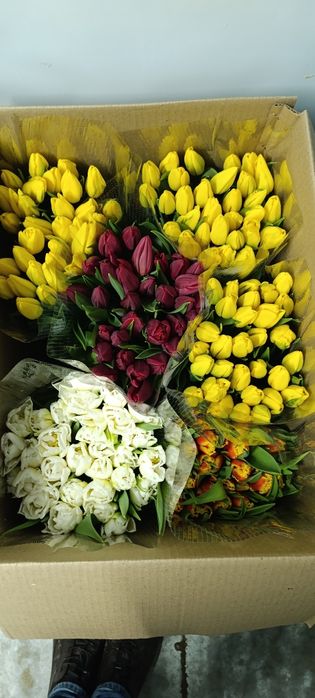 Тюльпаны на 8 марта оптом