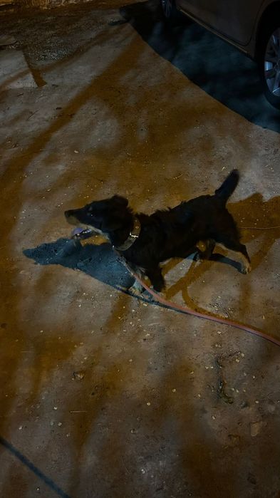 Ягдтерьер 11-айлық ұрғашы