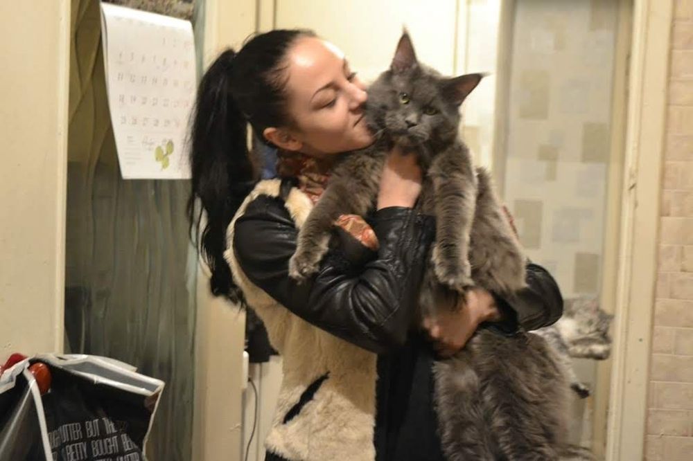Котята мейнкун продаю