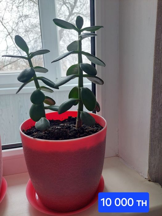 Продам аомнатные цветы