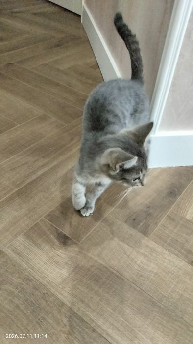 Дарю котенка (котик 2.5-3 мес)