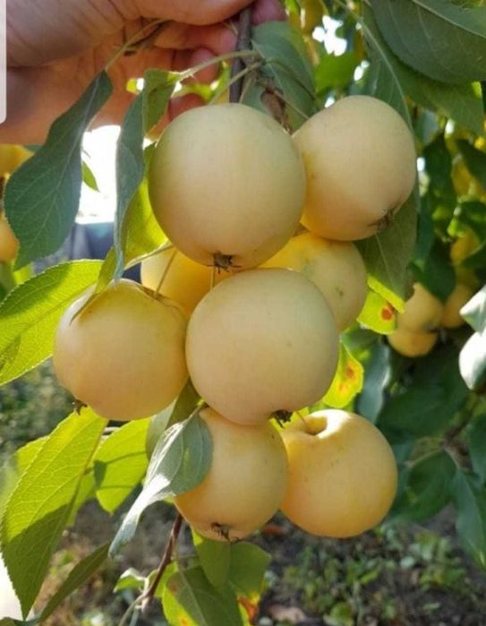 Продам куриный навоз ( помёт)