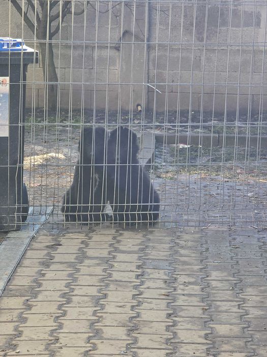 Ciobanesc belgian groenendael