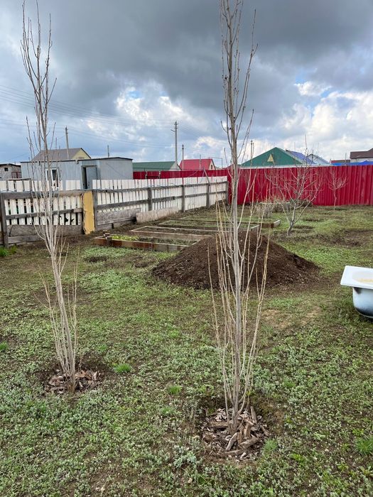 Продам пирамидальные тополя