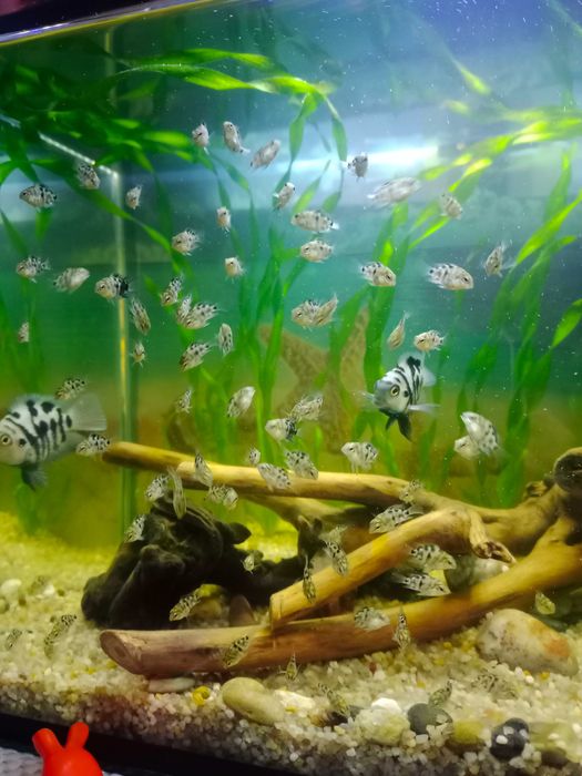 Сапфировый попугай