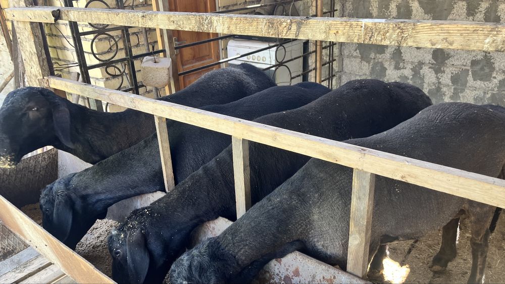 Продаются 4 кучкара