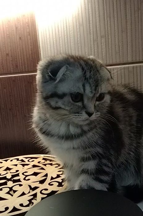 Девочка фолд. С документами.