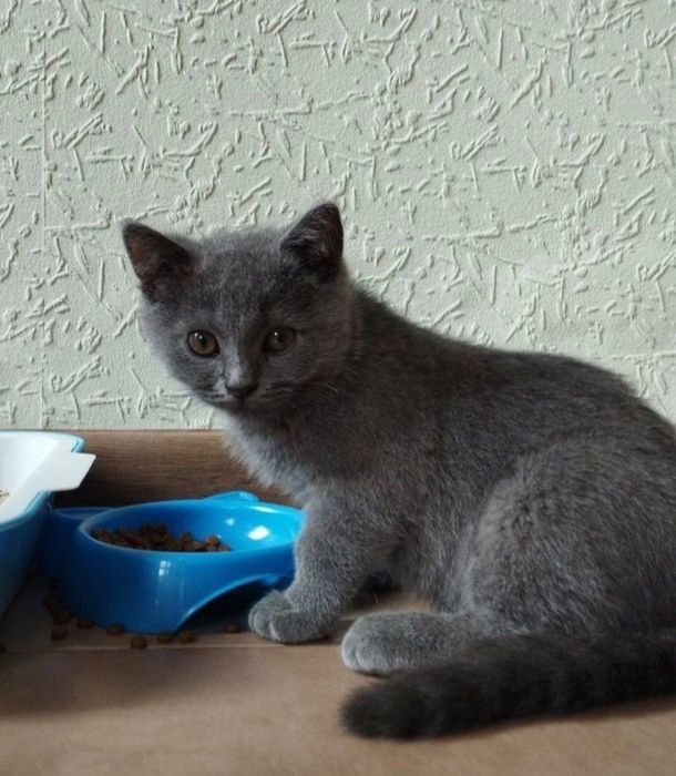 Котята Скотиш Страйт