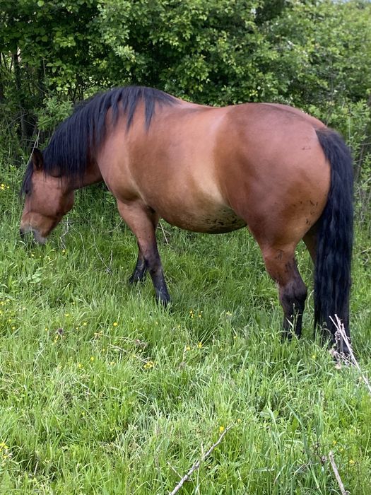 Mânza de 4 ani cu acte în regula