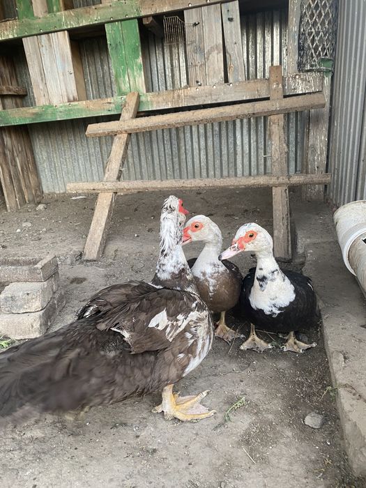 Продам индоуток