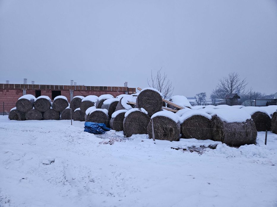 Vând baloți rotunzi de paie