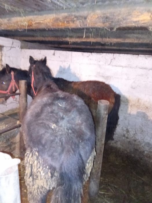 Откормленные лошади