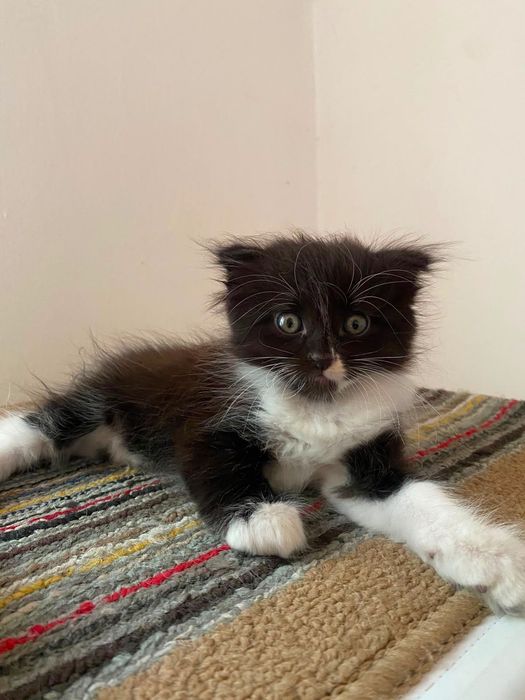 Срочно отдам котят