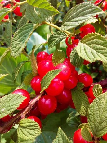 Вишня китайка фото и описание Вишня китайка фото и описание