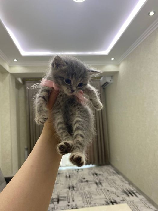 Британская короткошерстная