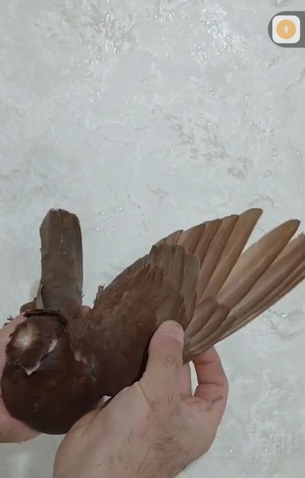 Продам голубей...