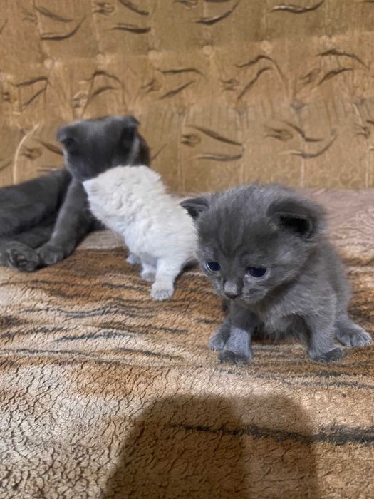 Продам котят, шотландцы, 5 недель.