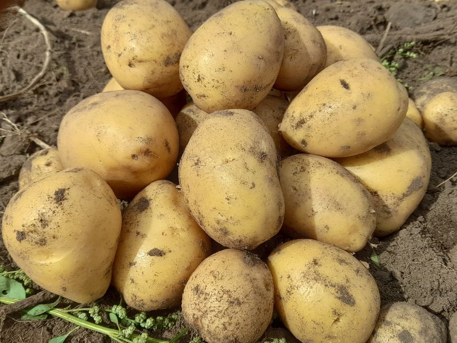 Картошка Домашний