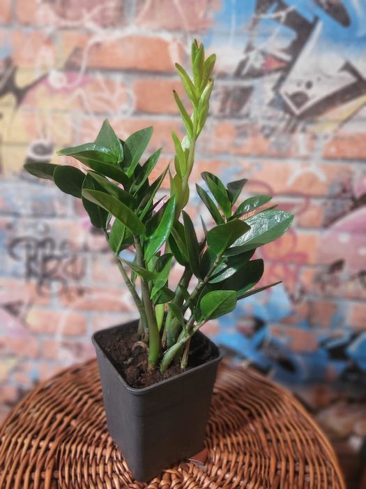 Распродажа цветов домашние