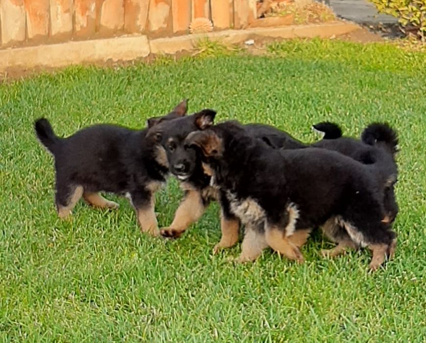 Немски овчарки с родословие