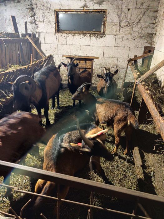 Vând capre alpine franceza rasa pura