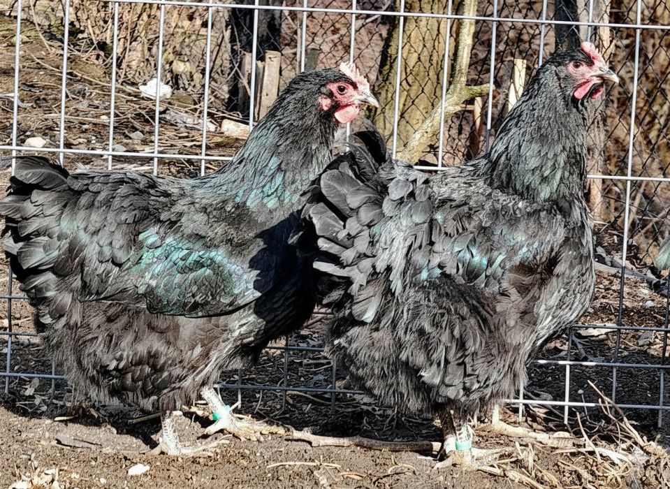 Jersey giant - familii