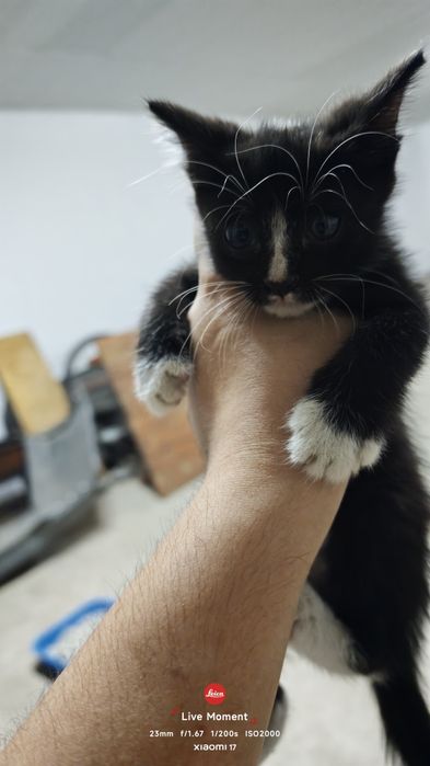 Котята бесплатно