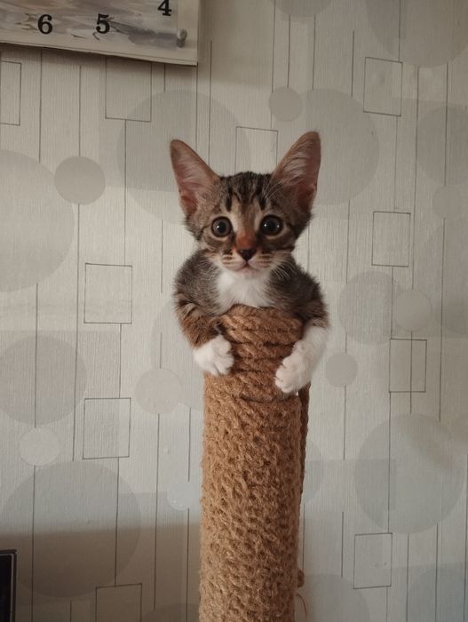 Котенок в добрые руки