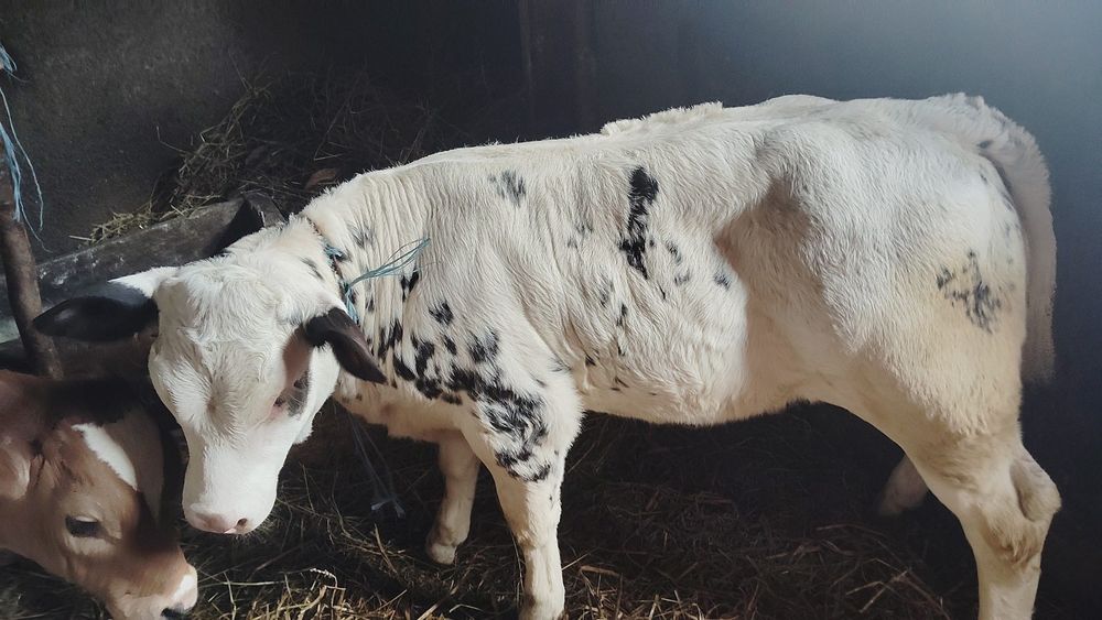 Vând vițel baltat și belga