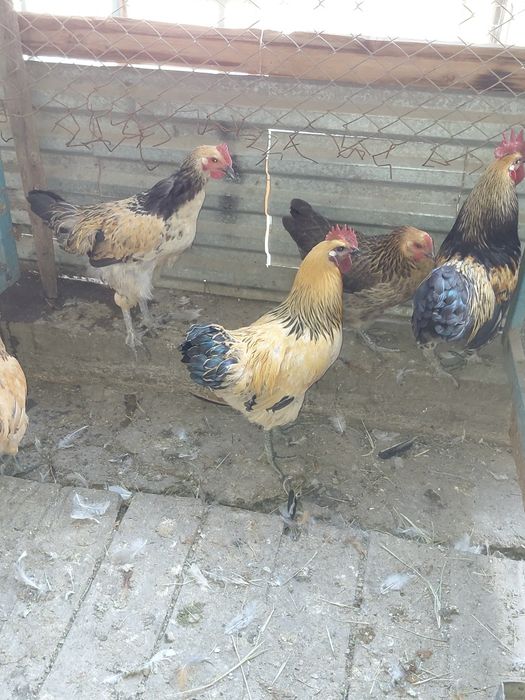 Продам лакеданзи курей