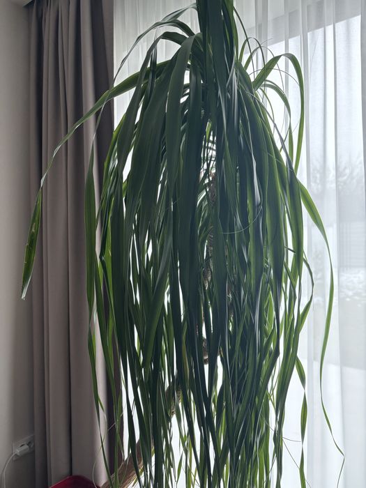 Planta de apartament picior de elefant