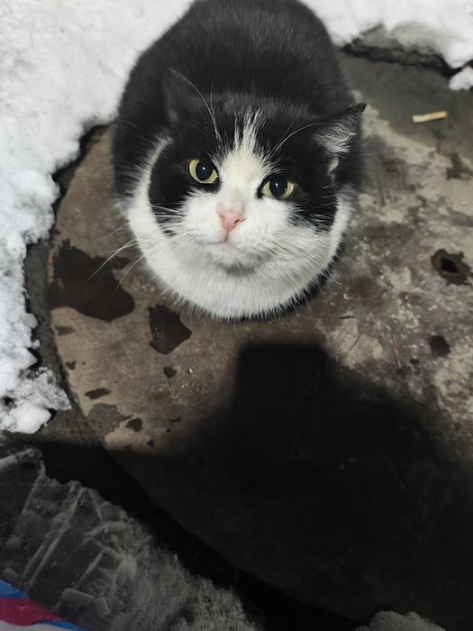 Кошечка ищет дом