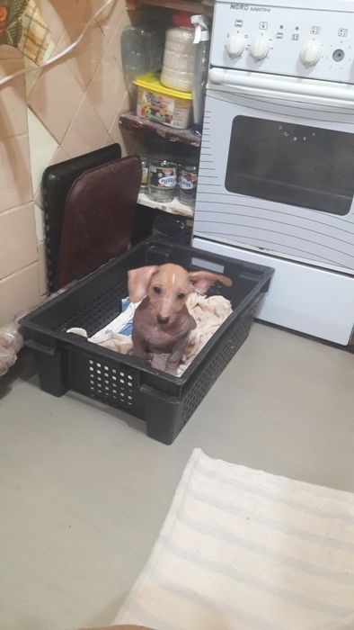 Порода китайская хохлатая