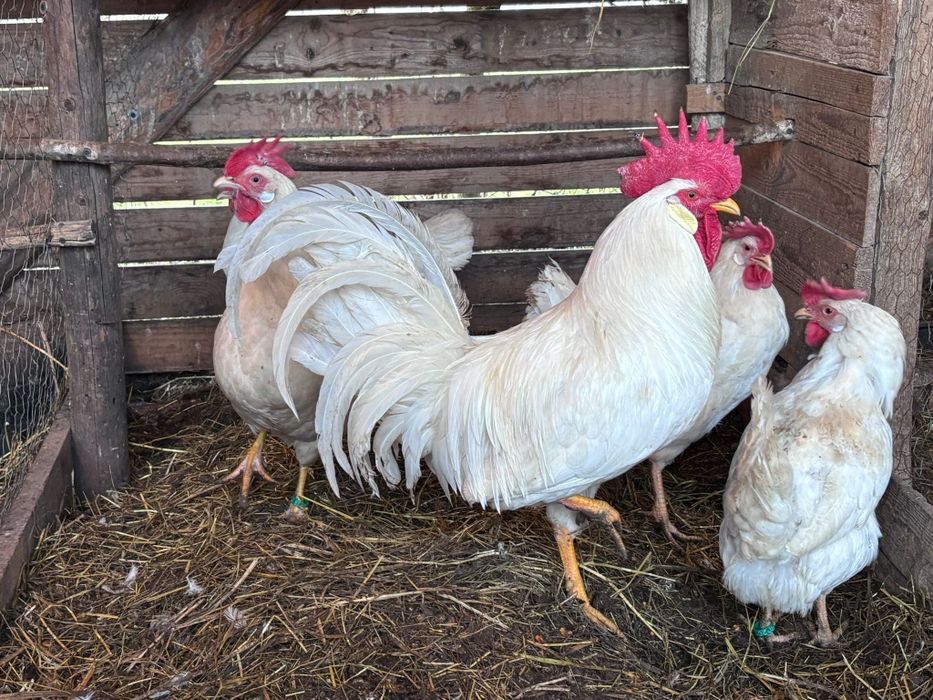 Ouă pentru incubat de la găini din rasa LEGHORN