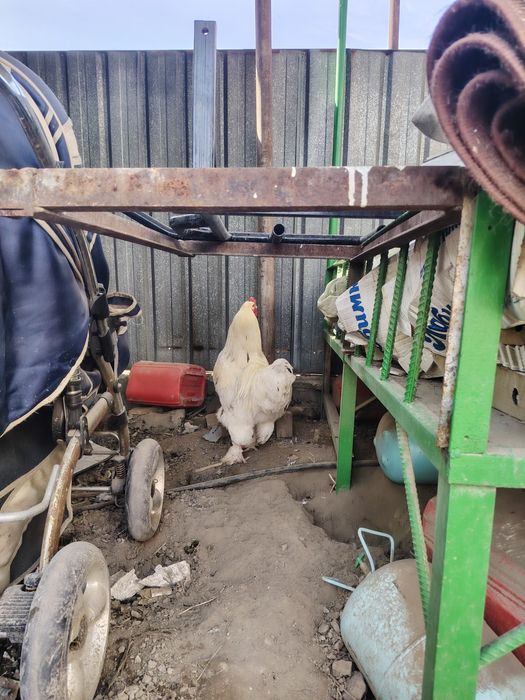 Продам петуха брама