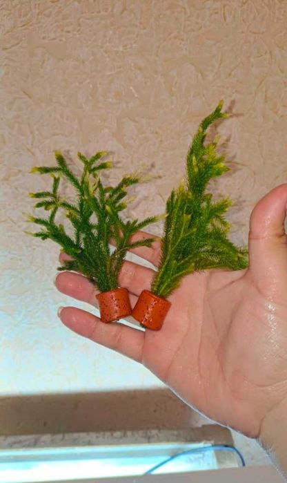 Аквариумное растение