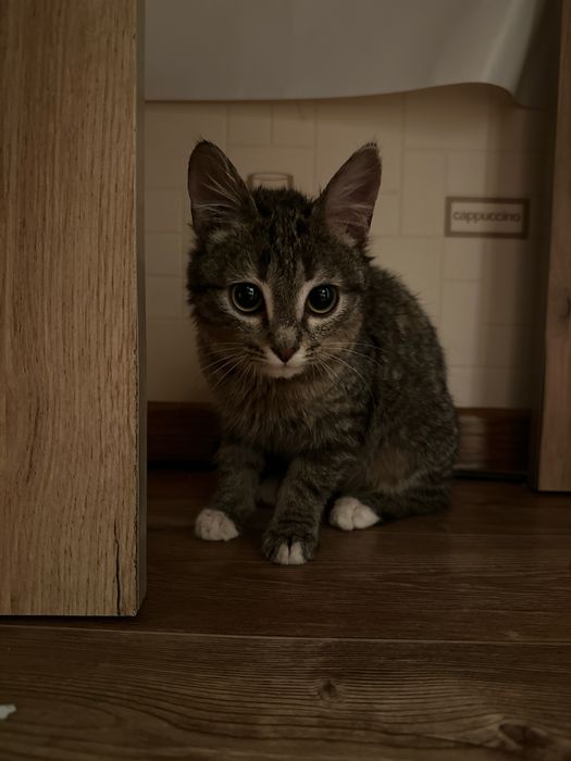 Кошки    домашние