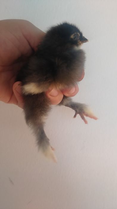 Продам цыплят брама