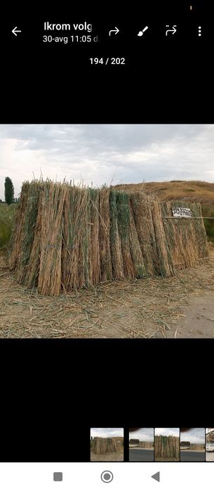 Xashak somon beda qamish