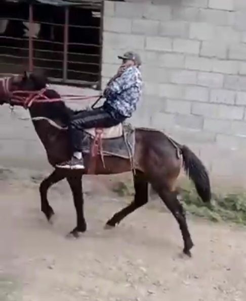 Срочно Айгыр продам