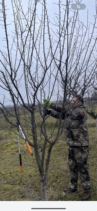 Taiere pomi fructiferi /arbori !
