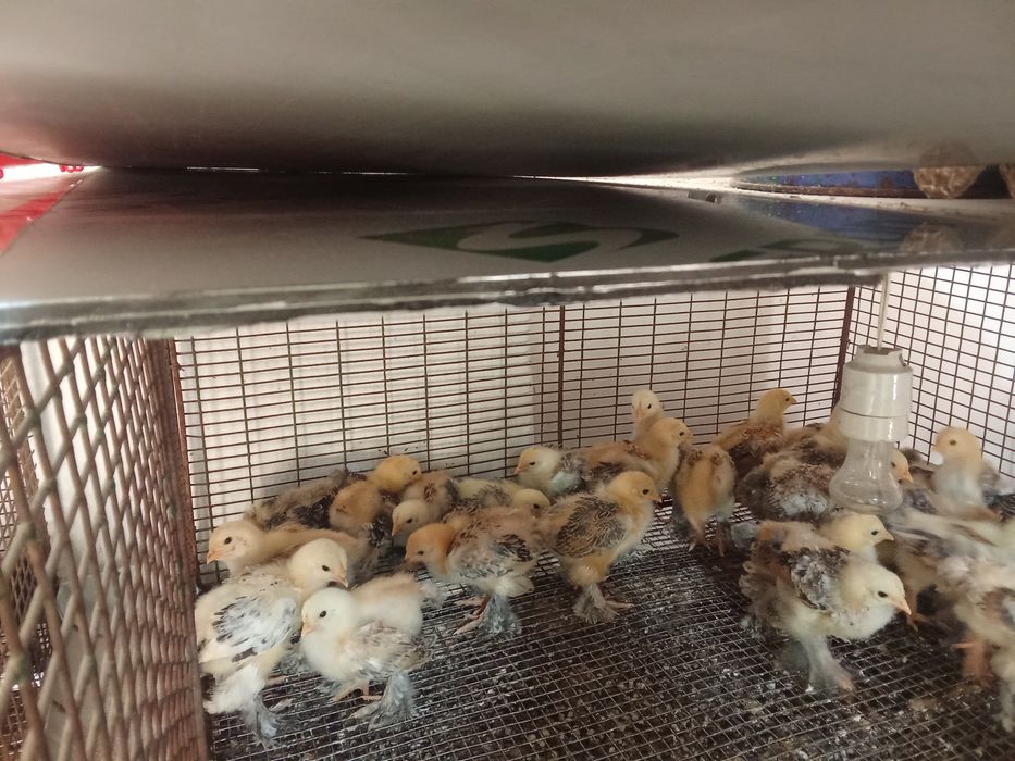 Брамы месячные суточные