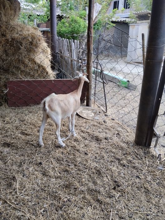 Занен шыбыш сатамын