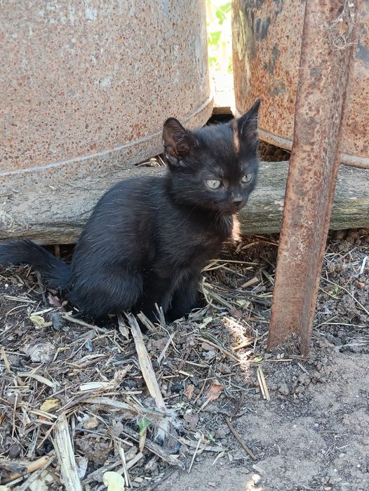 Отдам котят,даром