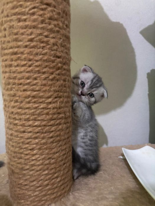 Шотландские котята
