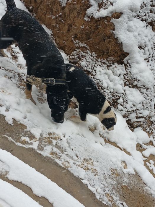 Охранник собаки боетс