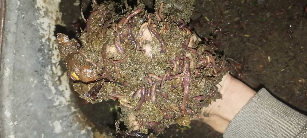 Chuvalchang Baliq Ovi Uchun