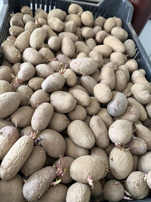 Cartofi rosii si albii