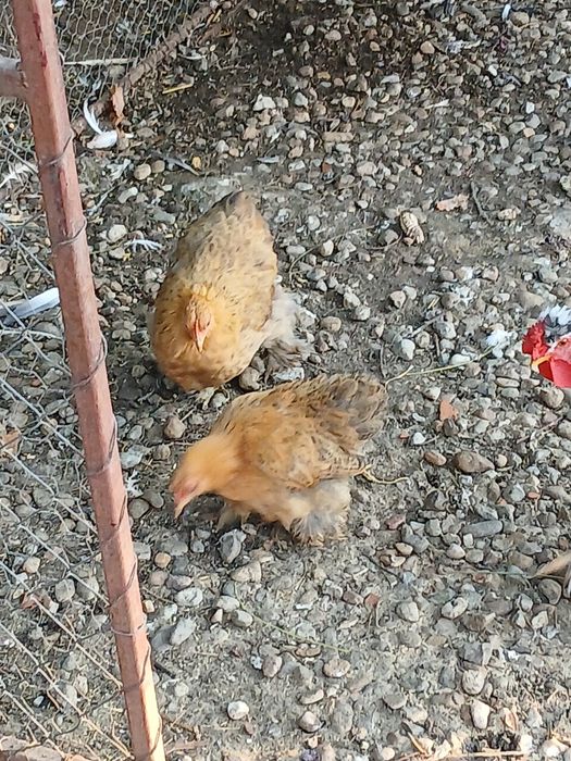 Găini cochinchina pitic